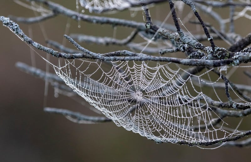 Delicate Details